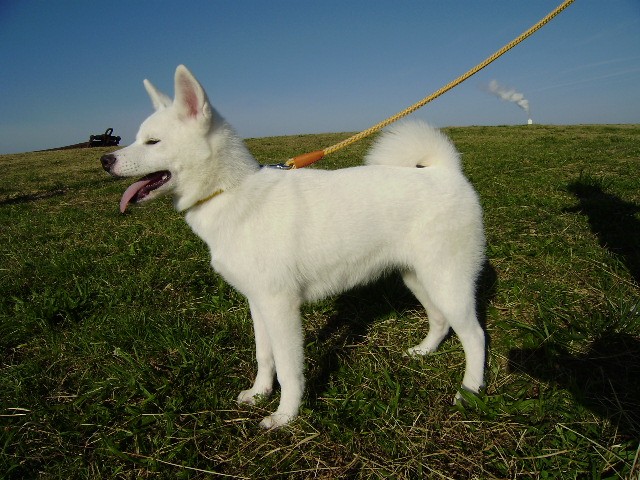 秋田犬