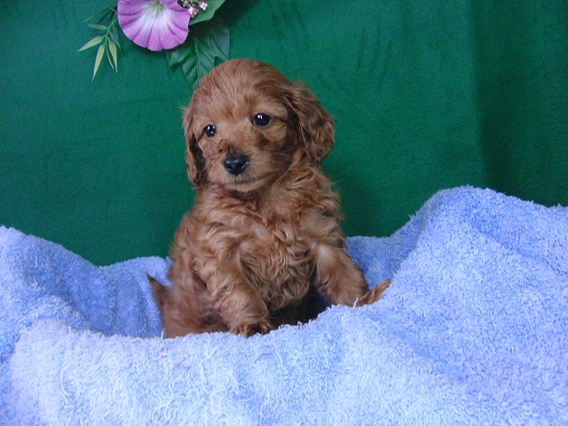 雑種(ミックス・デザイン犬)　販売