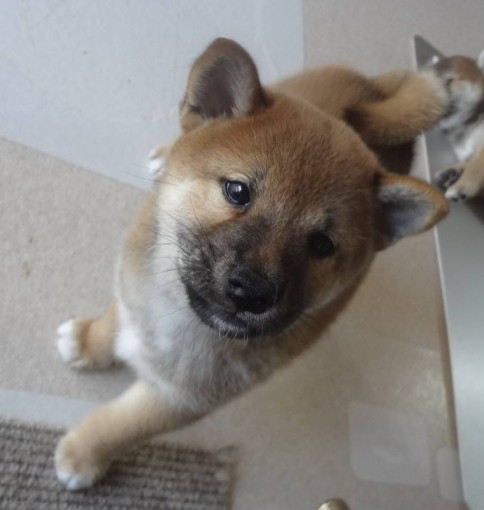 柴犬