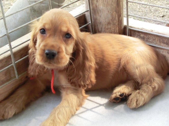 栃木県大田原市 イングリッシュ・コッカー・スパニエル 子犬販売情報