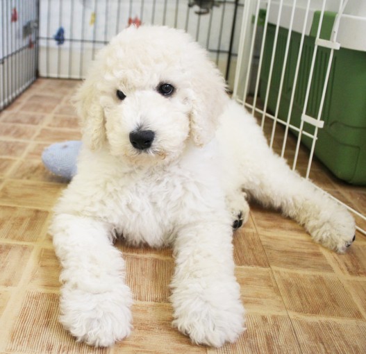 東京都豊島区 スタンダード プードル 子犬販売情報