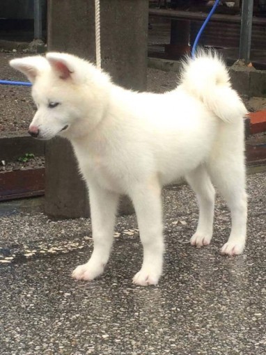 高知県高知市 秋田犬 子犬販売情報