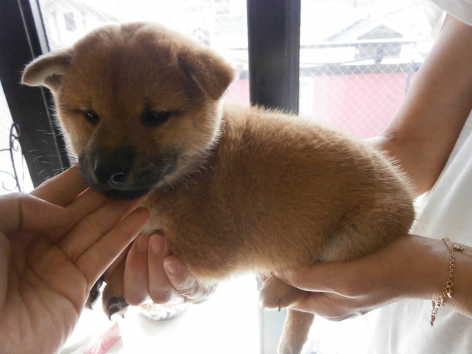 愛知県名古屋市 柴犬 子犬販売情報