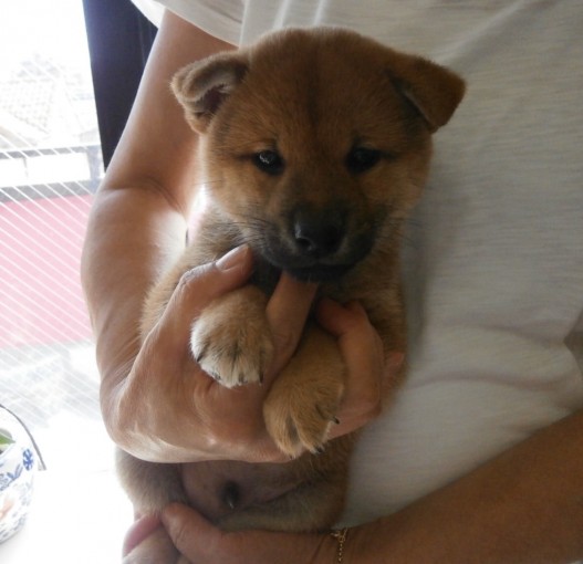 愛知県名古屋市 柴犬 子犬販売情報