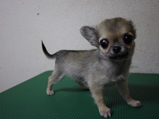 チワワ(ロング)