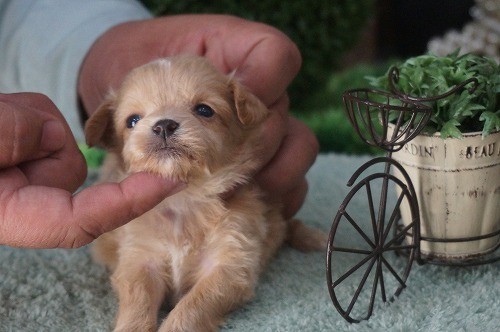 雑種(ミックス・デザイン犬)　販売