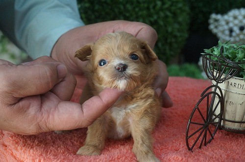 雑種(ミックス・デザイン犬)　販売