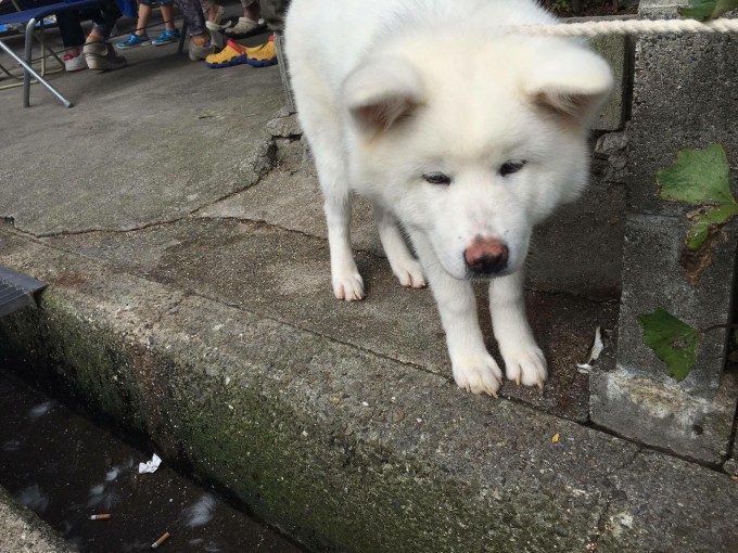 秋田犬　販売