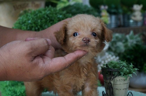 雑種(ミックス・デザイン犬)　販売