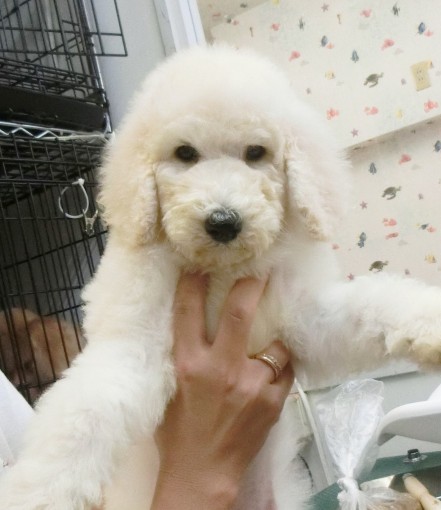 東京都豊島区 スタンダード プードル 子犬販売情報