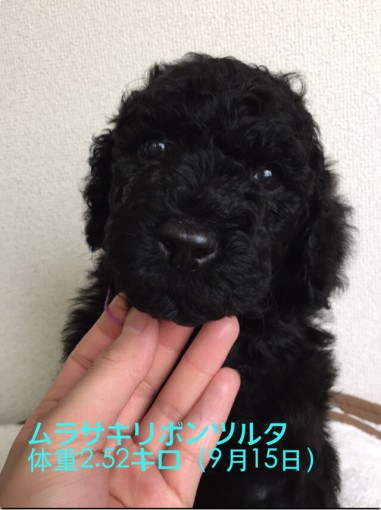 雑種(ミックス・デザイン犬)