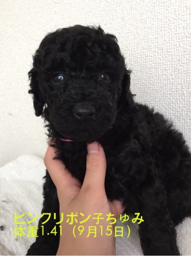 雑種(ミックス・デザイン犬)