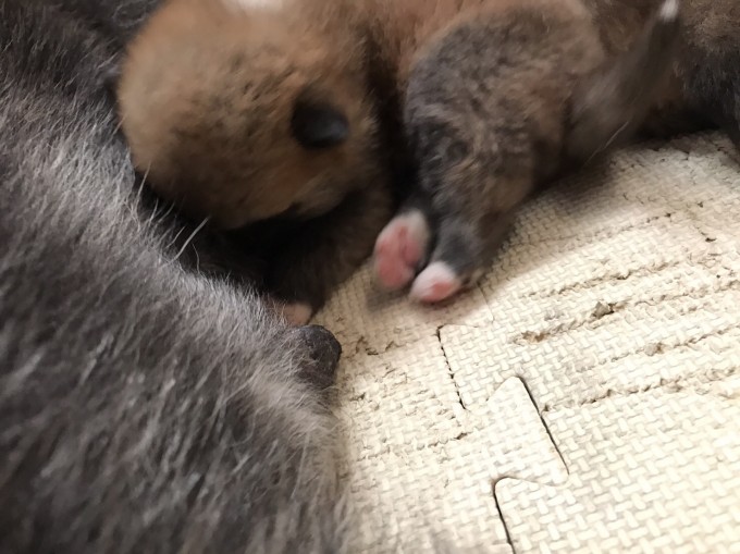 秋田犬　販売