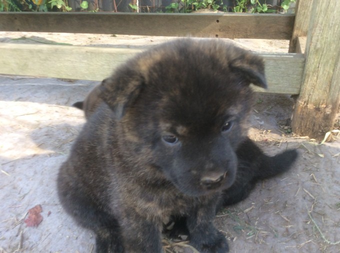 栃木県那須塩原市 甲斐犬(虎毛犬) 子犬販売情報