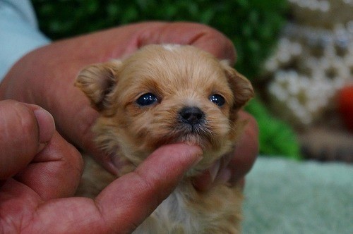 雑種(ミックス・デザイン犬)　販売