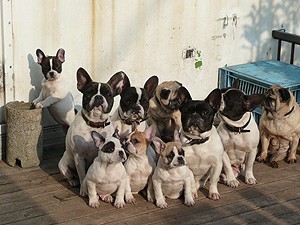 岐阜県関市 足立ブリーダー