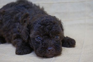 6月18日生まれ男の子ブリーダー