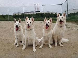 愛知県 ホワイト シェパードブリーダー 子犬販売 Com