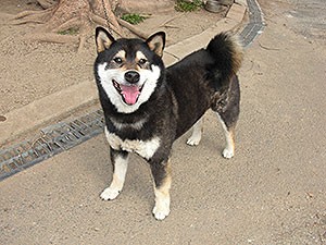 京都府京都市南区 小山ブリーダー